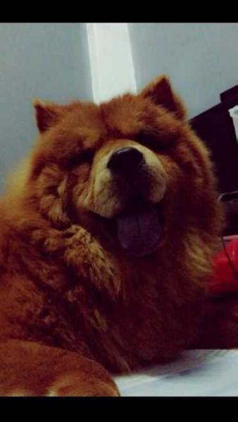 MISTY OF CHOW WHISPER | Chow Chow 