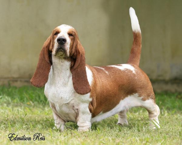 Park Melody Chilly Pepper | Basset Hound 