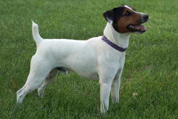 Cher Car's Rawhide | Parson Russell Terrier 