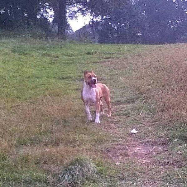 G'AST BROWN PRIDE (GERARDO) MEX. FCI. | American Staffordshire Terrier 