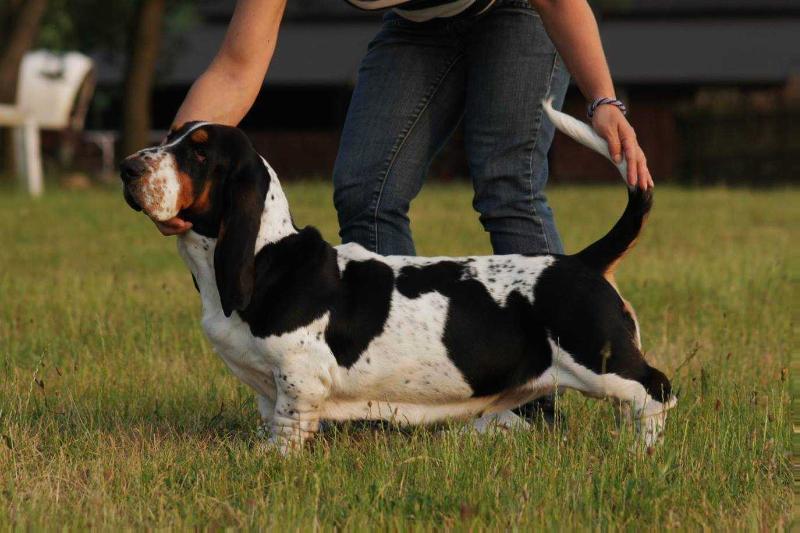 SETKA z Polany Klapouchego | Basset Hound 