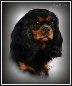 IMMENHOF'S THERESIA | Cavalier King Charles Spaniel 