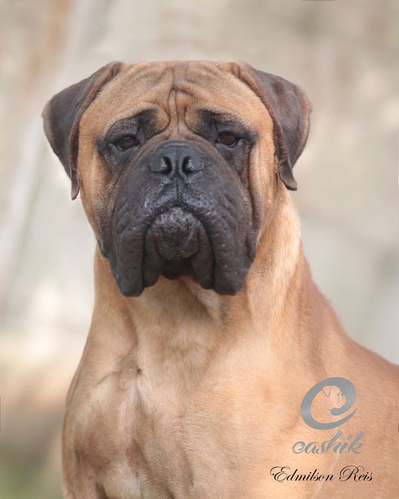 Eashik's Robert Baratheon | Bullmastiff 