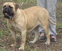 Ganarah des Jardins d'atlantis | Bullmastiff 