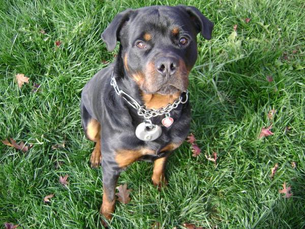 Sinbad The Great Fortson | Rottweiler 