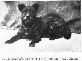 Fraochen [C.H. Lane's] | Scottish Terrier 