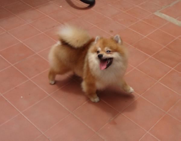 My Badboy Molina's Home Brasil | Pomeranian 