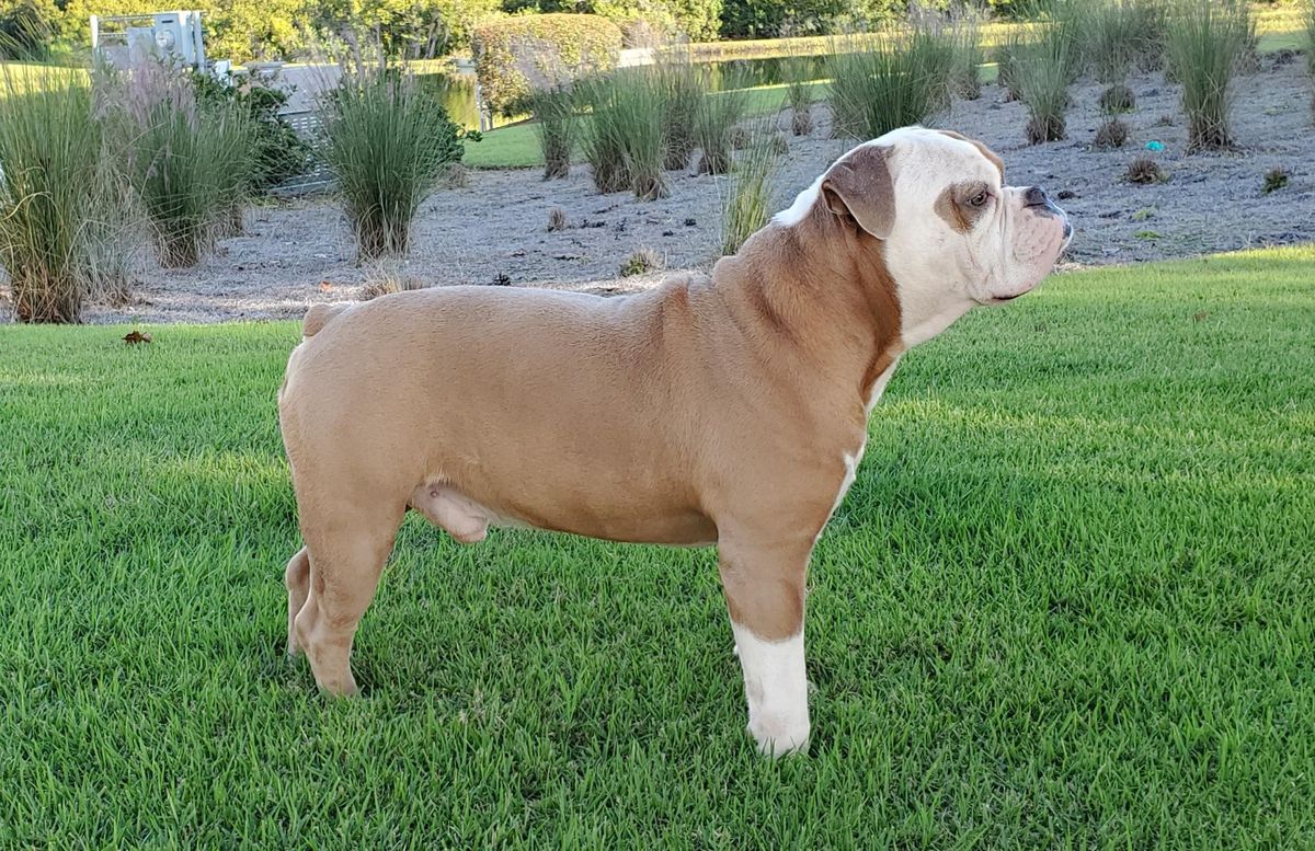 BR. USA'S Rubble | Olde English Bulldogge 