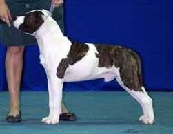 GADELHA’S HANG FIVE THUNDER CLOUD | American Staffordshire Terrier 