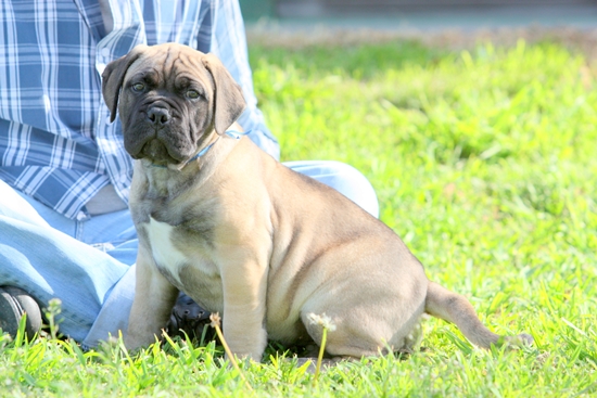 Simon Of Argos G&amp;C | Bullmastiff 