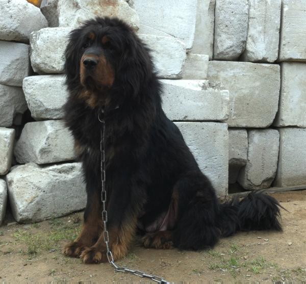 Baavgai | Tibetan Mastiff 