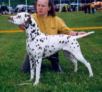 Timanka's Close Enough | Dalmatian 