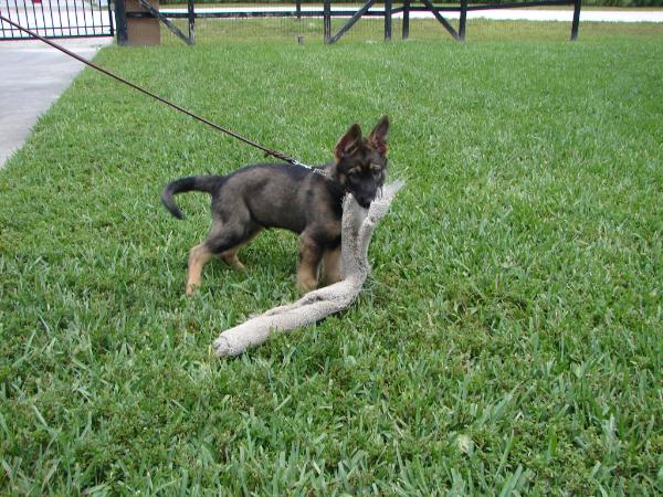 Zeck von der Eselsburg | German Shepherd Dog 