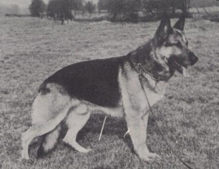 Gero vom Südfeld | German Shepherd Dog 