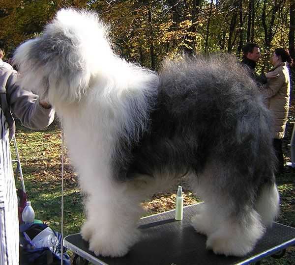 PIRAZA JACKPOT JUNIOR | Old English Sheepdog 