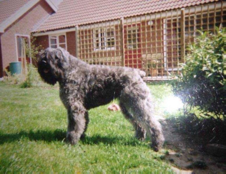 Chepam Juno | Bouvier des Flandres 