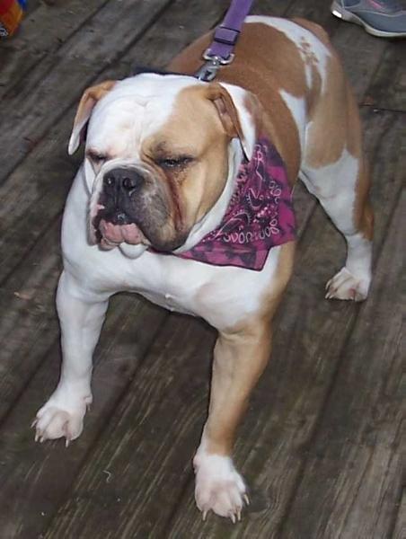 EastSide's Atlantis | Olde English Bulldogge 