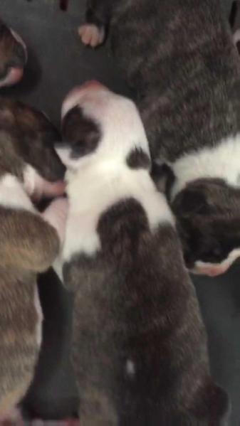 Cestily Born In Guyana | American Staffordshire Terrier 