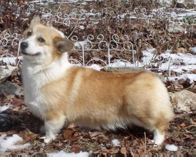Let Alone Creek Clarissant | Pembroke Welsh Corgi 