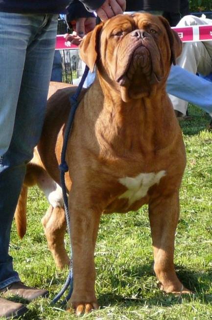 Tanakajd Szepe Ulises | Dogue de Bordeaux 