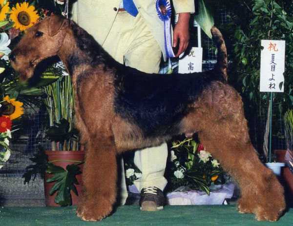 Stargus Devil*s Glory | Airedale Terrier 