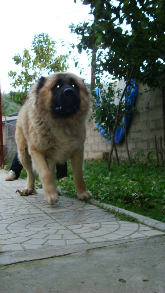 Xun De Brailita | Caucasian Mountain Dog 