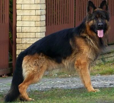Landor Sandau -Bohemia | German Shepherd Dog 
