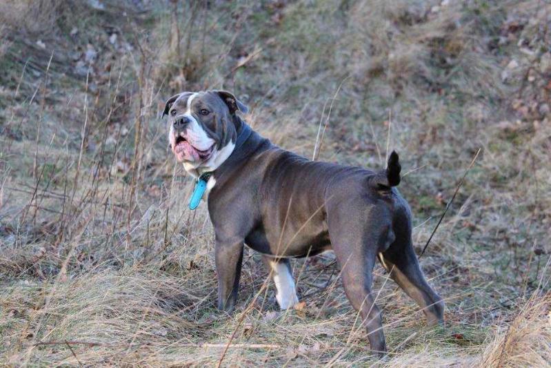 Bergløv's Blue Steel | Olde English Bulldogge 