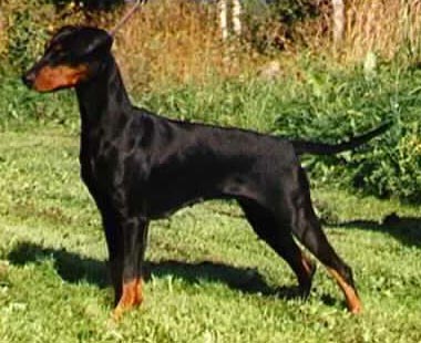 Quebec's DONNA DREAM | German Pinscher 