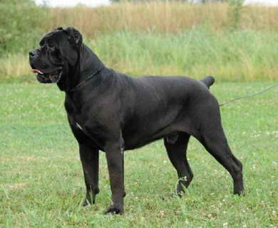 DANTE Dell`Antico Cerberus | Cane Corso 