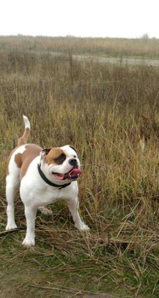 Golden Pride Ua Senja | American Bulldog 