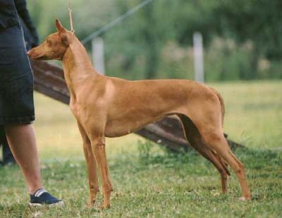 Farao Anibus Nemesis | Pharaoh Hound 