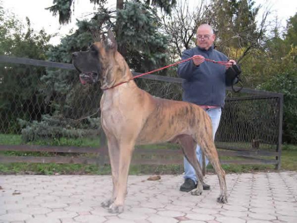 Rififi De Terres De La Rairie | Great Dane 
