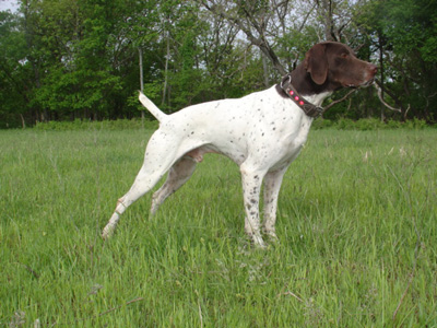 Bdk's Play Something Country | German Shorthaired Pointer 