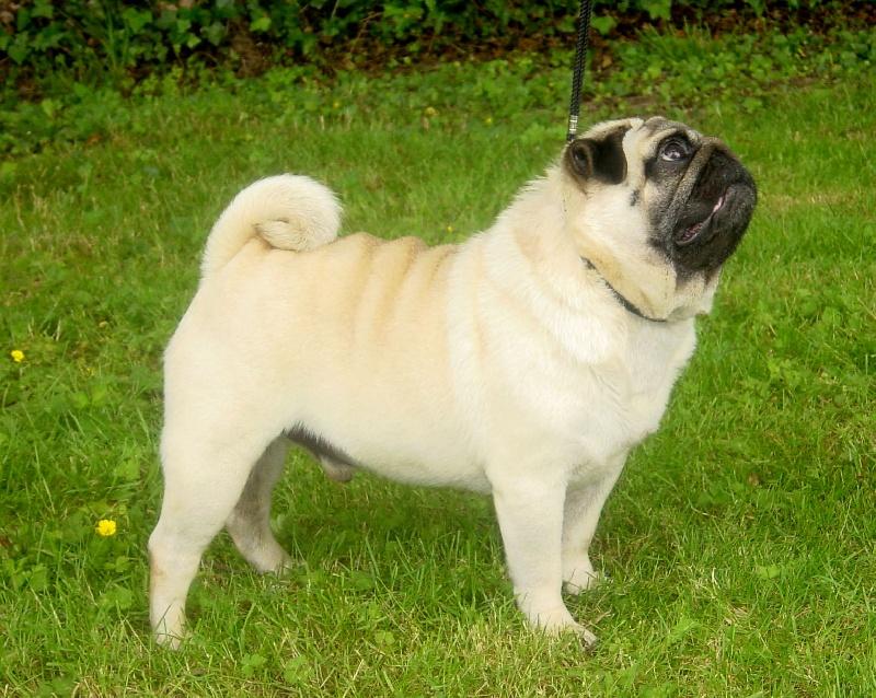 ptit boudha de cat'pat | Pug 