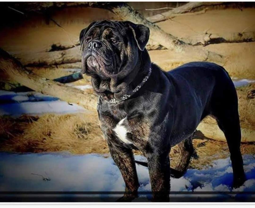 Eve's Princess Fergalicious | Olde English Bulldogge 