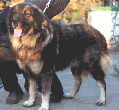 Hur 'JR 72212' | Yugoslavian Shepherd Dog-Sarplaninac 