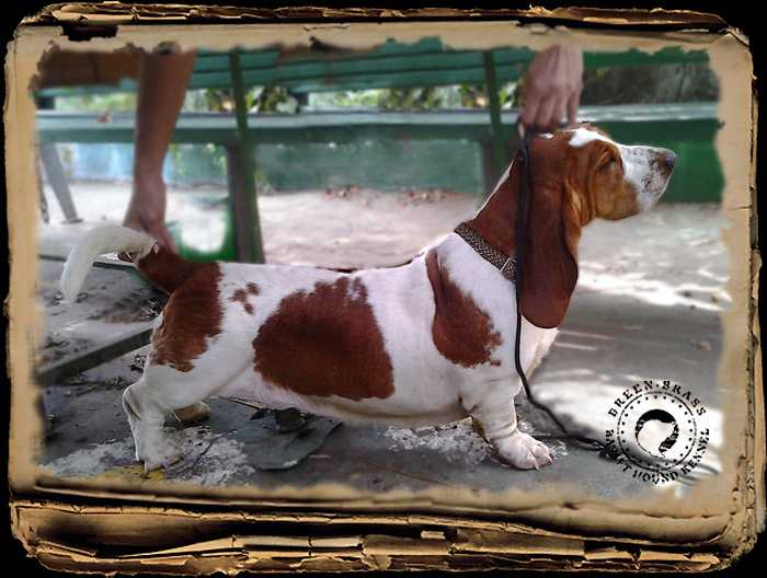 Alilla Alba Sorrento Breenbrass | Basset Hound 