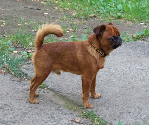 RUSSISCH GEIST ZHIGAN LIMON | Brussels Griffon 