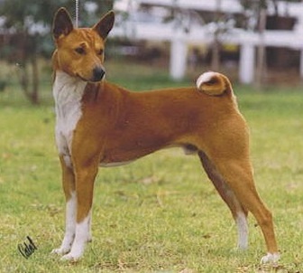 Baagna Qs Sparkler | Basenji 