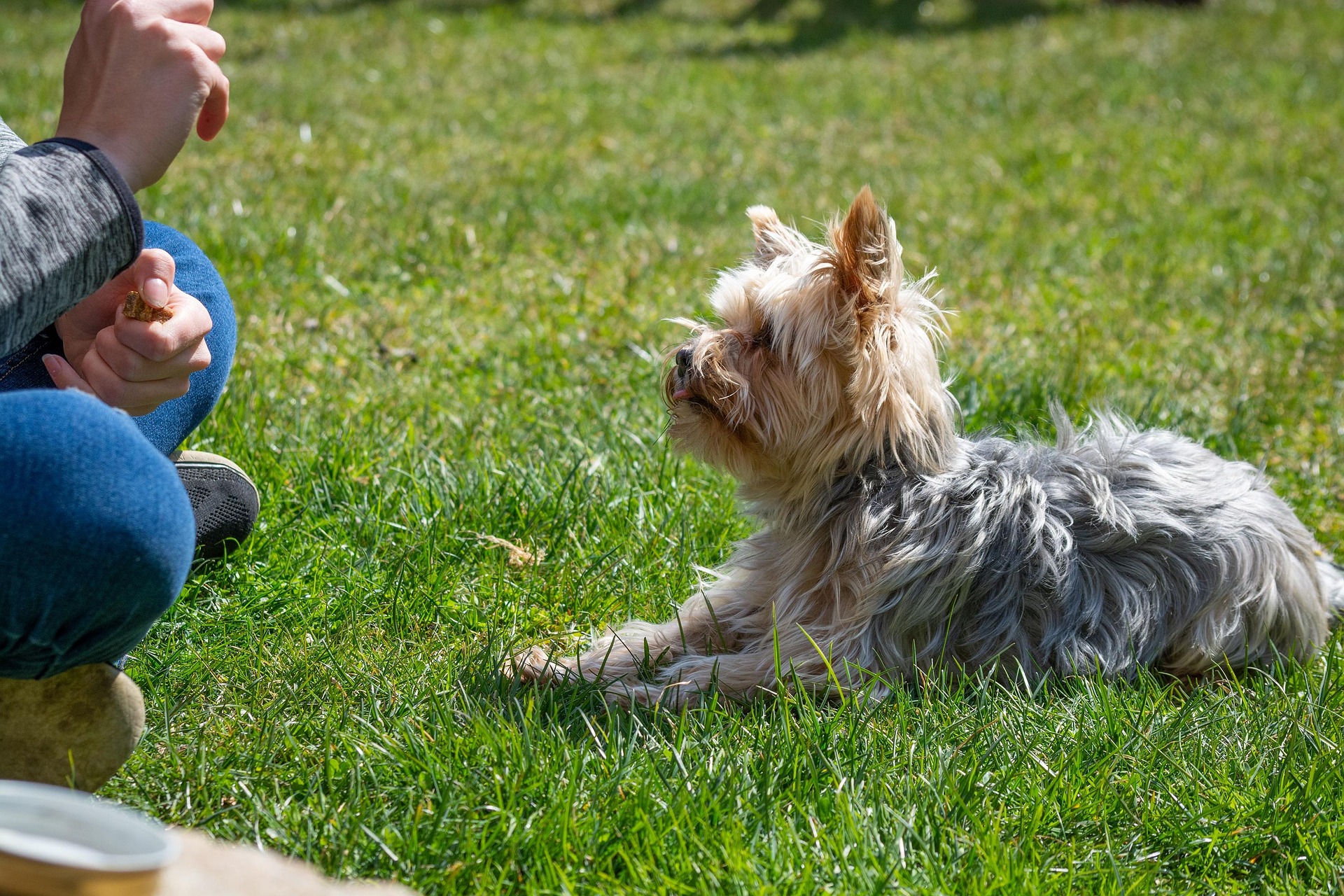 treating a dog