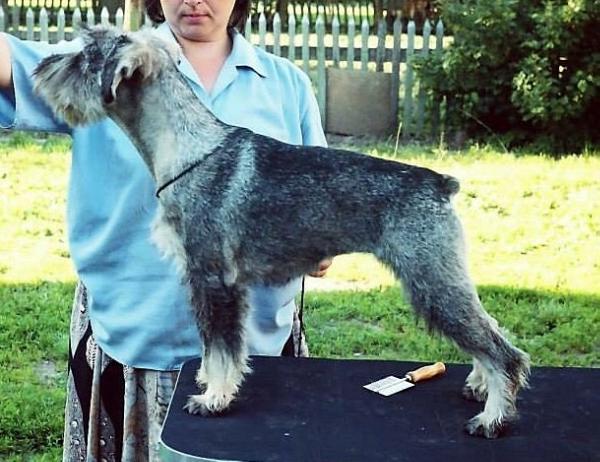 Nenuorama Sidabrine Grandinele | Standard Schnauzer 