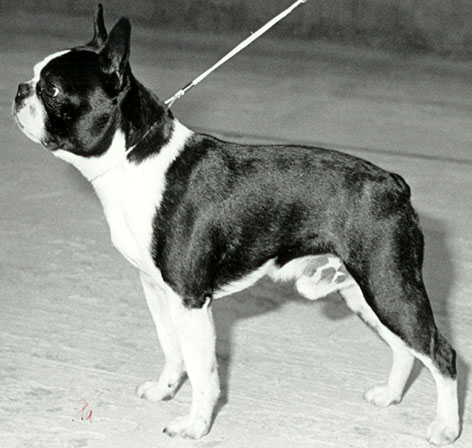 Gehennas Pertti S42411/85 | Boston Terrier 
