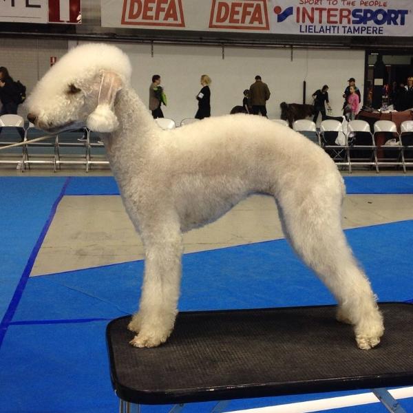 Gitan Comtesse Terra Latgale | Bedlington Terrier 