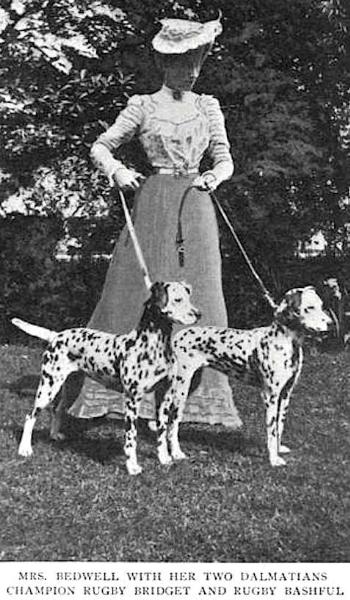 Rugby Bashful | Dalmatian 