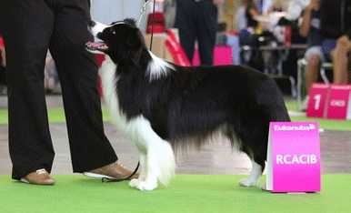 Bayshore Avatar Tobiano | Border Collie 