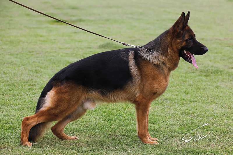 Graf vom Smland | German Shepherd Dog 
