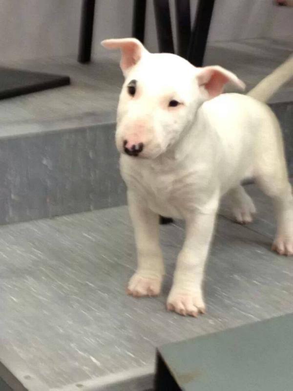 Gilascrum Jump Start "Luisa" | Bull Terrier 