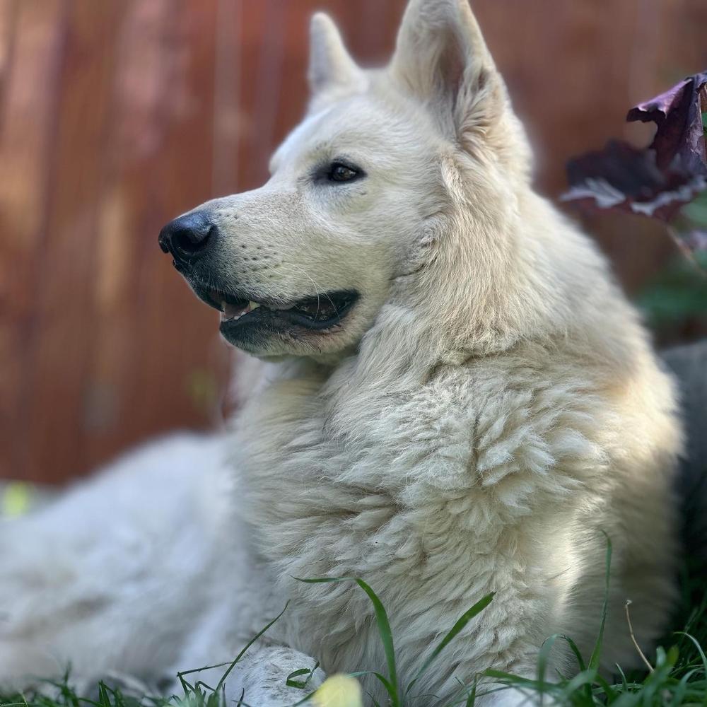 Absolute White Novyy  Russkiy | White Swiss Shepherd Dog 