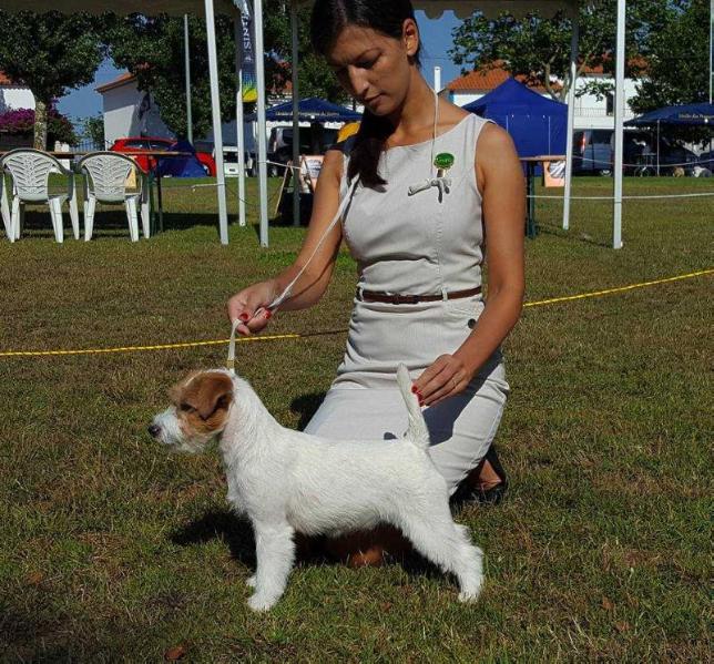 Jackandfish Bang Bang | Jack Russell Terrier 